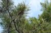 Pinus nigra